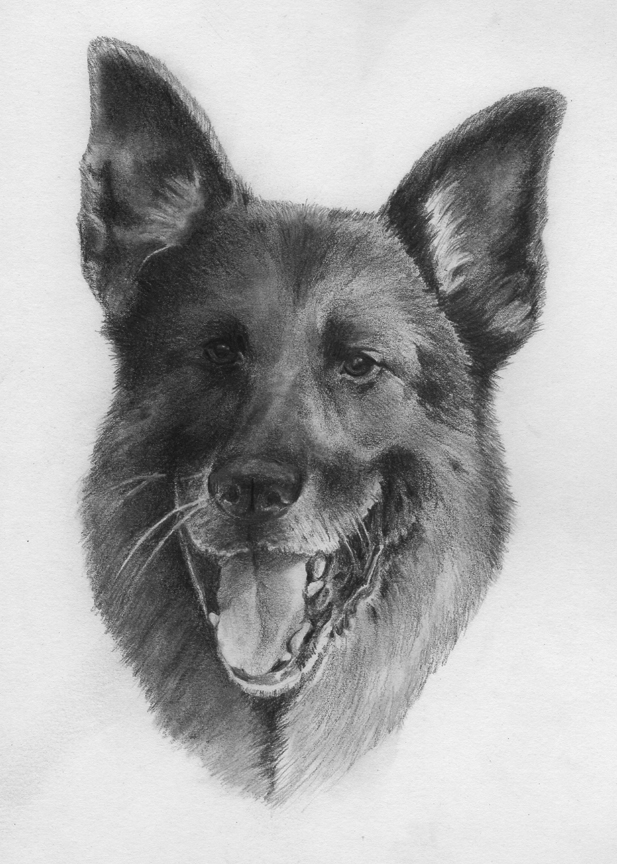 Final portrait of K-9 Officer Kubo, Richmond Heights, Ohio.