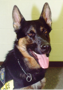 K-9 Officer Qai, Elm Grove Police Dept.