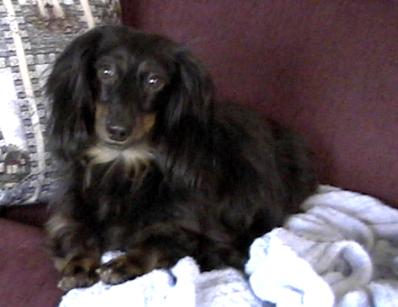 Bailey is a very sick miniature longhaired dachshund.