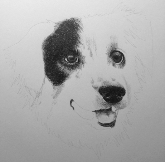 Jake is my cousin's border collie who recently passed away.