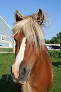 Merry, a beautiful and sweet 5-year old pony