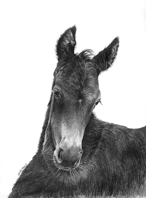 "Joey" © 2013 Scott Schiller