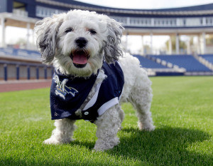 Hank the Lhasa Apso is the Milwaukee Brewers' newest (and most lovable) mascot