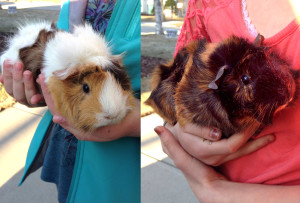 Hazel (left) and Lola, the cutest guinea pigs in the world! 