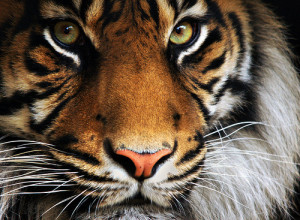 animal-beautiful-cute-eyes-tiger-Favim.com-172920