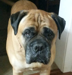 Reggie 1